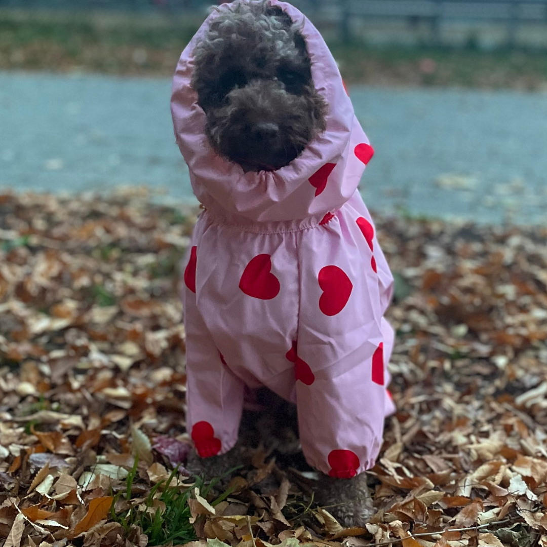 Cambie full coverage waterproof raincoat for pets, keeps your dog dry and cozy - Kostbar Pet Club
